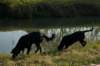 dsc_0095_small.jpg