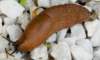 dsc_00062_small.jpg