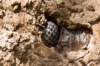 snakeintree_small.jpg
