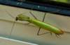 dsc_0087_small.jpg