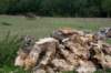 averyoldrottonwoodpile_small.jpg