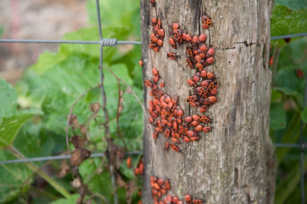 punkrockladybirds.jpg