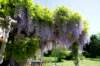 wisteriaatgatine_small.jpg